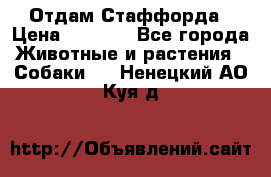 Отдам Стаффорда › Цена ­ 2 000 - Все города Животные и растения » Собаки   . Ненецкий АО,Куя д.